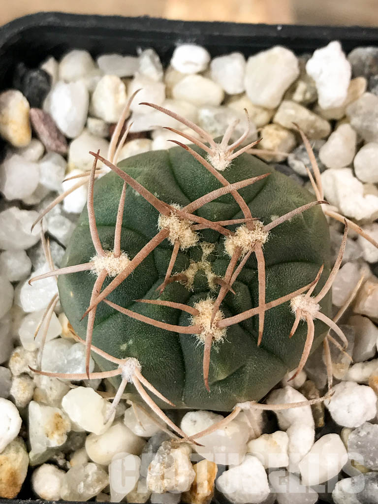 SHPR4844 Gymnocalycium catamarcense v. ensispinum Tom 711/1, Andalgala, Argentina