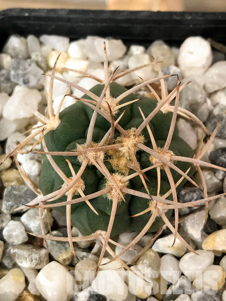 SHPR4844 Gymnocalycium catamarcense v. ensispinum Tom 711/1, Andalgala, Argentina - Obrázek 5