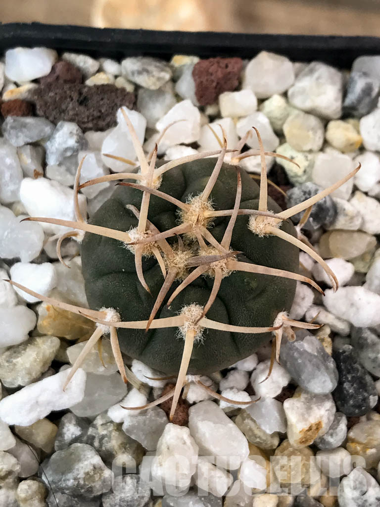 SHPR4844 Gymnocalycium catamarcense v. ensispinum Tom 711/1, Andalgala, Argentina - Obrázek 6