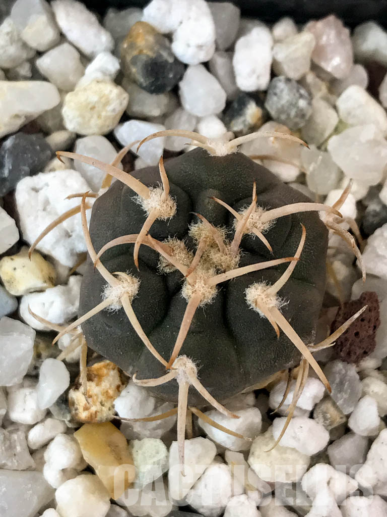 SHPR4844 Gymnocalycium catamarcense v. ensispinum Tom 711/1, Andalgala, Argentina - Obrázek 7