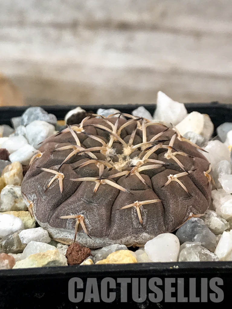 SHPR4845 Gymnocalycium platygonum Tom 862/1, El Suncho, Argentina – Image 2