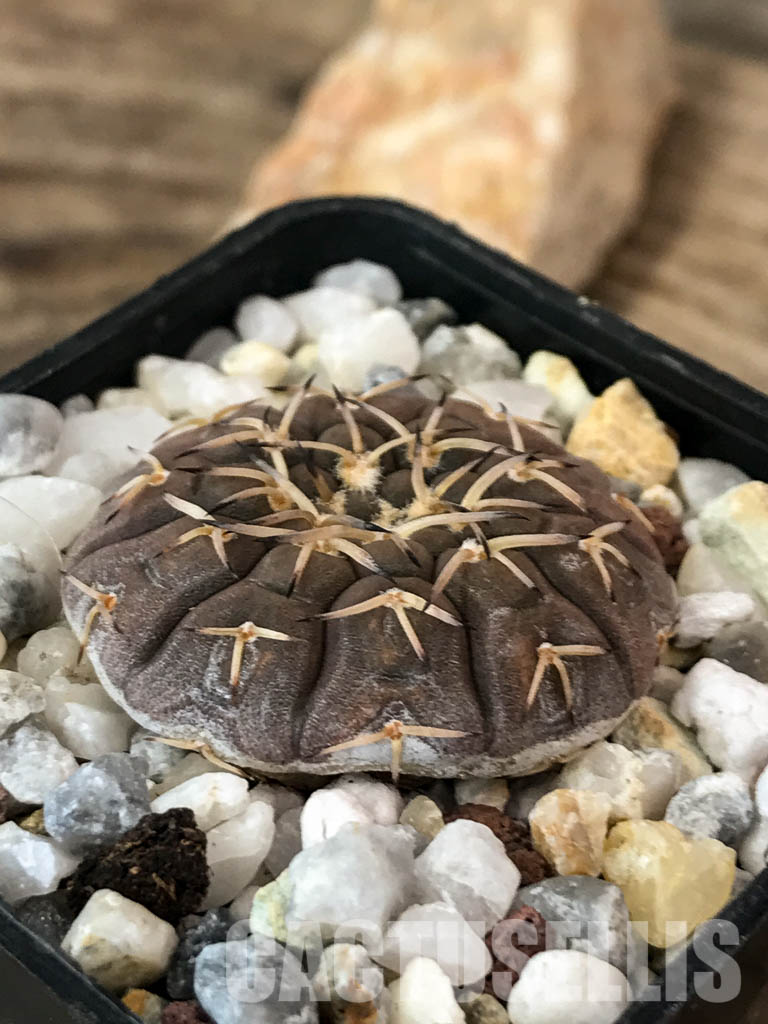 SHPR4845 Gymnocalycium platygonum Tom 862/1, El Suncho, Argentina – Image 6