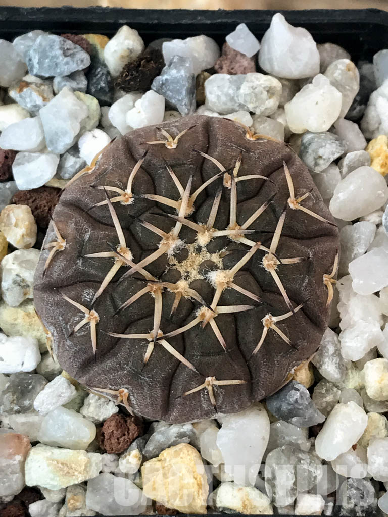 SHPR4845 Gymnocalycium platygonum Tom 862/1, El Suncho, Argentina