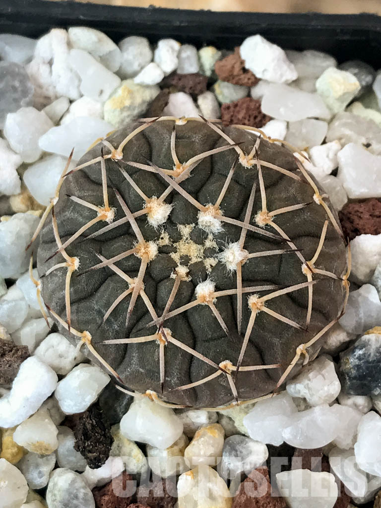 SHPR4845 Gymnocalycium platygonum Tom 862/1, El Suncho, Argentina – Image 4