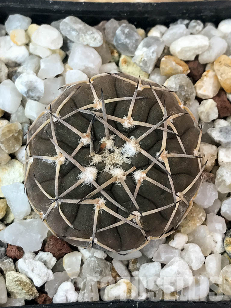 SHPR4845 Gymnocalycium platygonum Tom 862/1, El Suncho, Argentina – Image 5