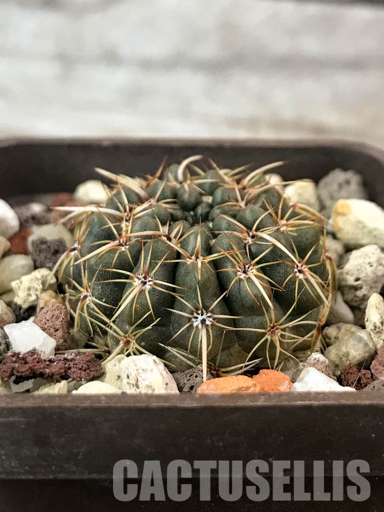 SHPR4848 Notocactus turecekianus / Parodia turecekiana - immagine 2