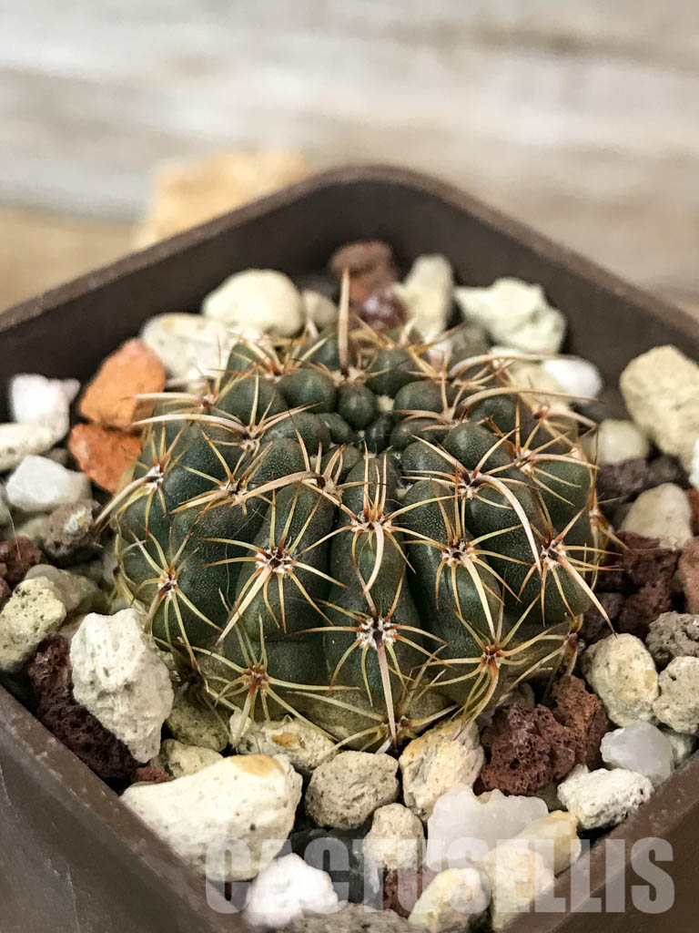 SHPR4848 Notocactus turecekianus / Parodia turecekiana - immagine 3