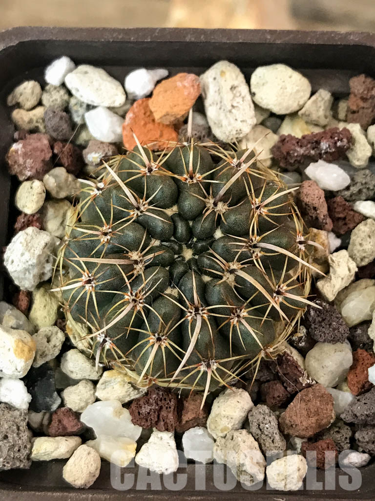 SHPR4848 Notocactus turecekianus / Parodia turecekiana