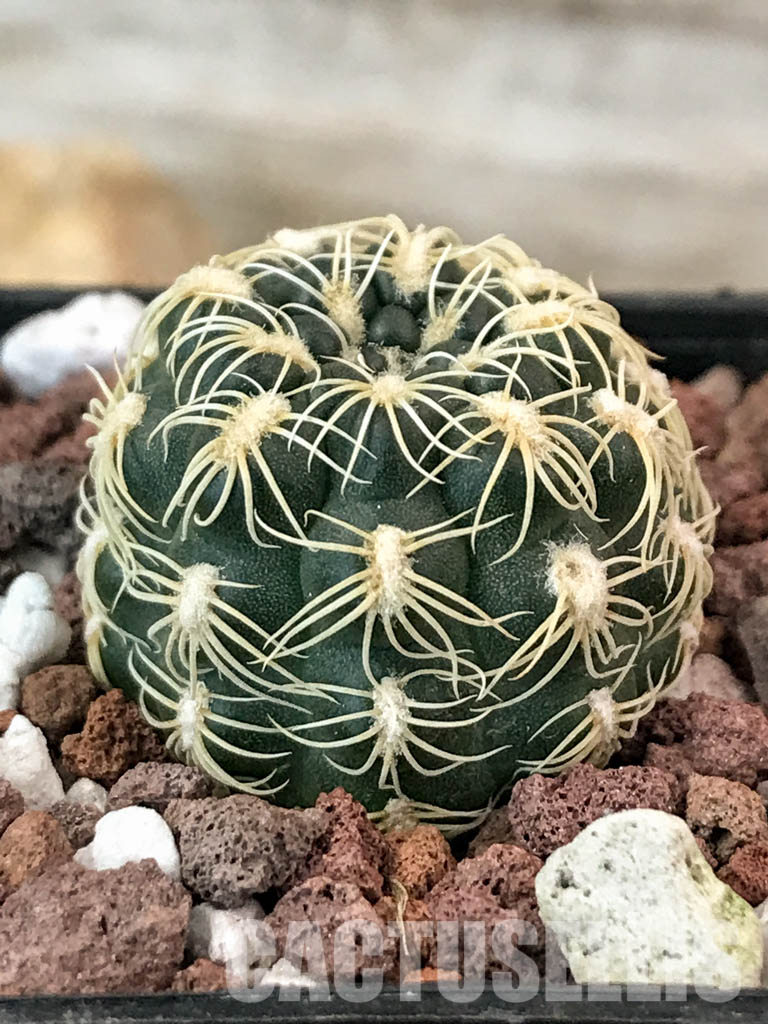 SHPR4849 Gymnocalycium parvulum Tom 569/1, Córdoba, S. Lorenzo 1050m, Argentina - immagine 2