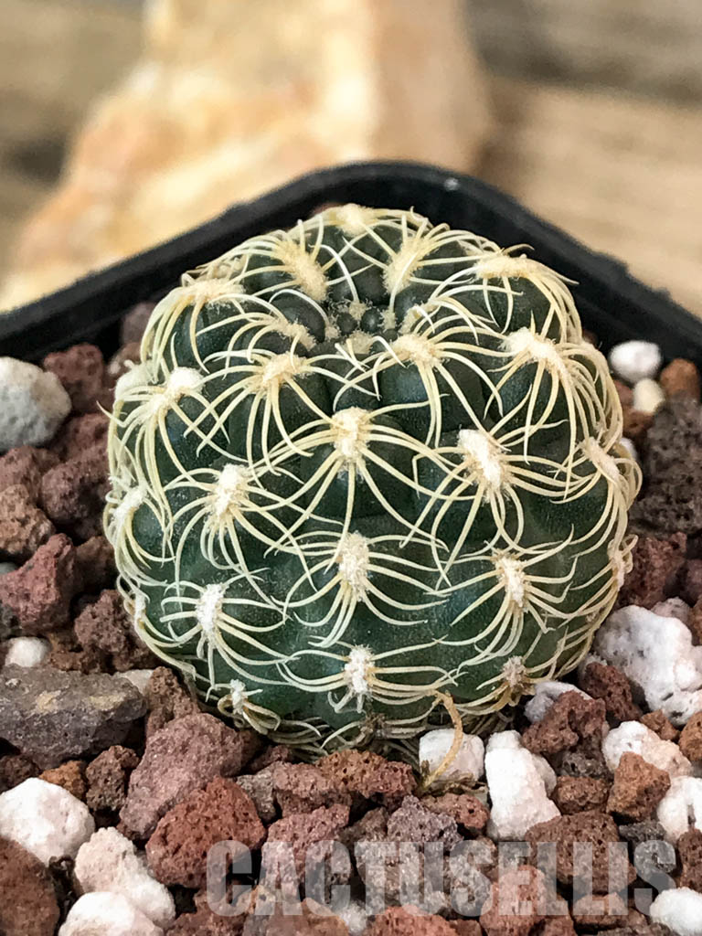 SHPR4849 Gymnocalycium parvulum Tom 569/1, Córdoba, S. Lorenzo 1050m, Argentina - immagine 3