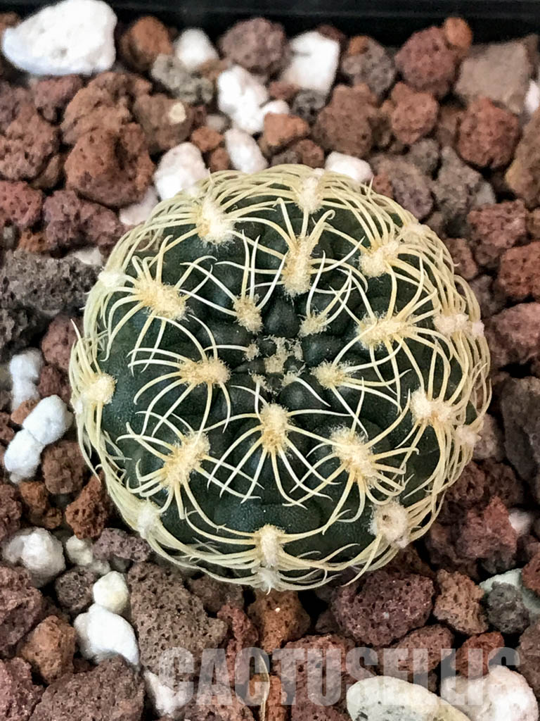 SHPR4849 Gymnocalycium parvulum Tom 569/1, Córdoba, S. Lorenzo 1050m, Argentina