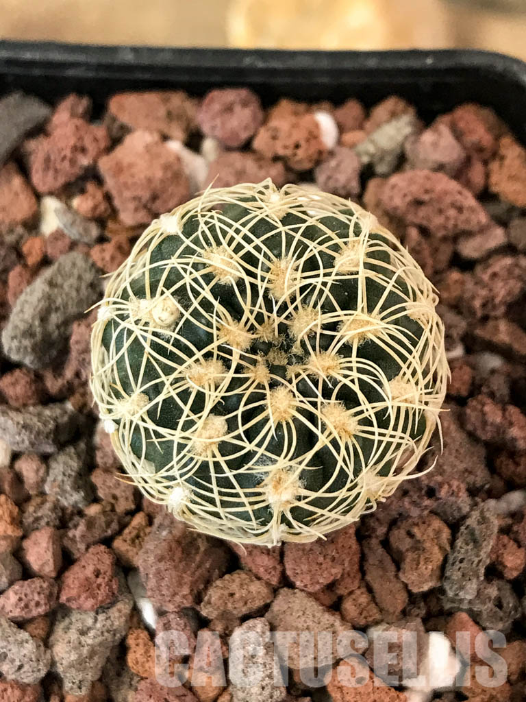 SHPR4849 Gymnocalycium parvulum Tom 569/1, Córdoba, S. Lorenzo 1050m, Argentina - immagine 5