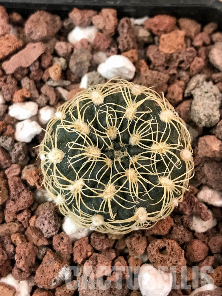 SHPR4849 Gymnocalycium parvulum Tom 569/1, Córdoba, S. Lorenzo 1050m, Argentina - immagine 6