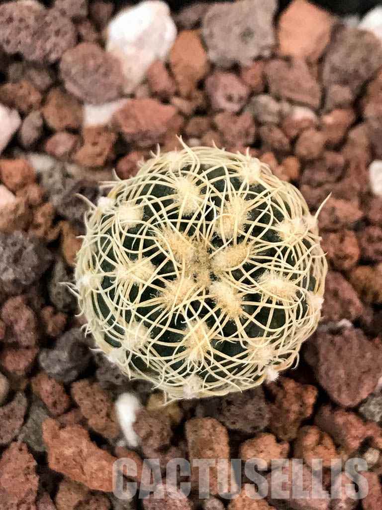 SHPR4849 Gymnocalycium parvulum Tom 569/1, Córdoba, S. Lorenzo 1050m, Argentina - immagine 7