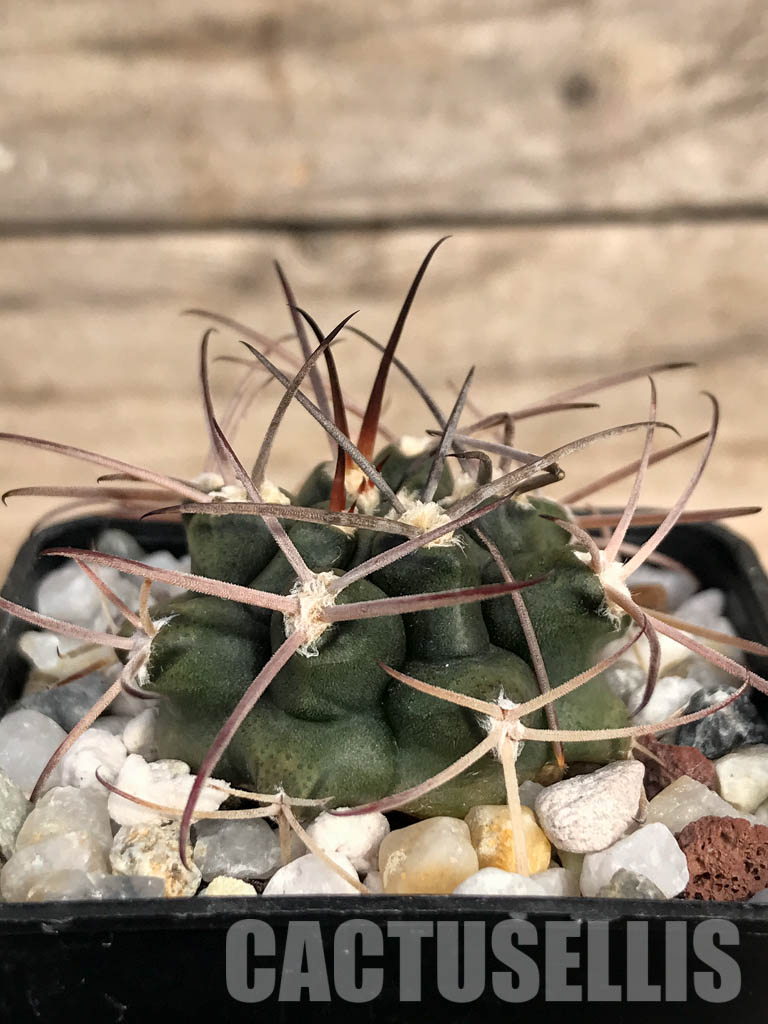 SHPR4850 Gymnocalycium schickendantzii Tom 862/2, El Suncho 197m, Argentina