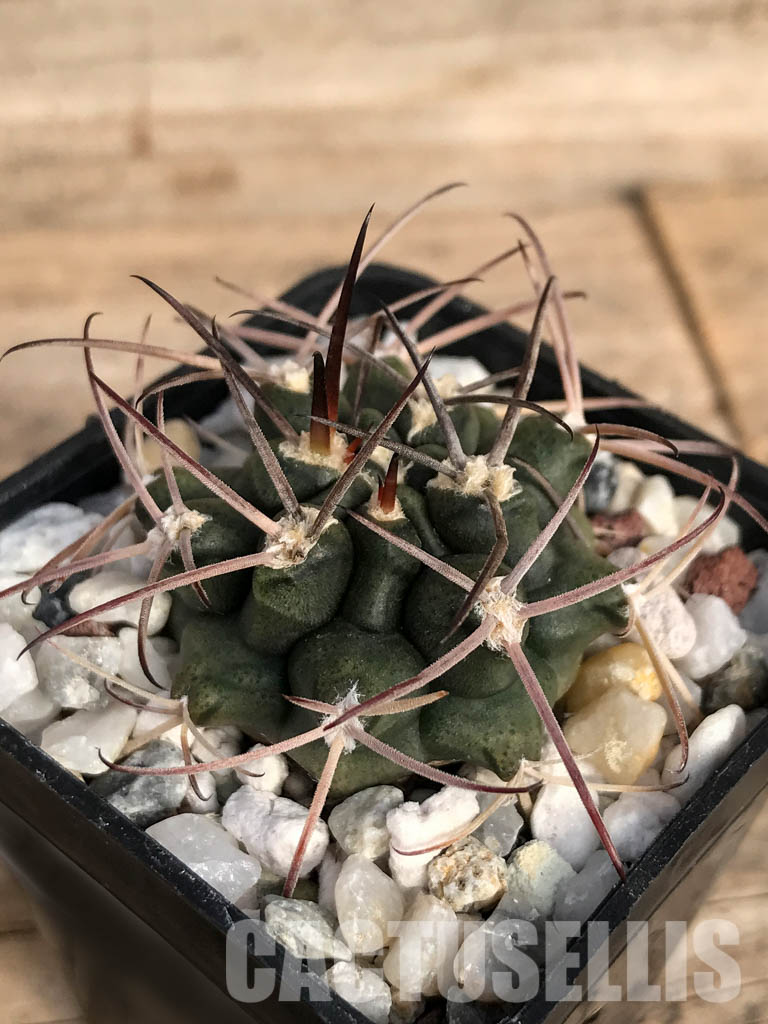 SHPR4850 Gymnocalycium schickendantzii Tom 862/2, El Suncho 197m, Argentina - immagine 3