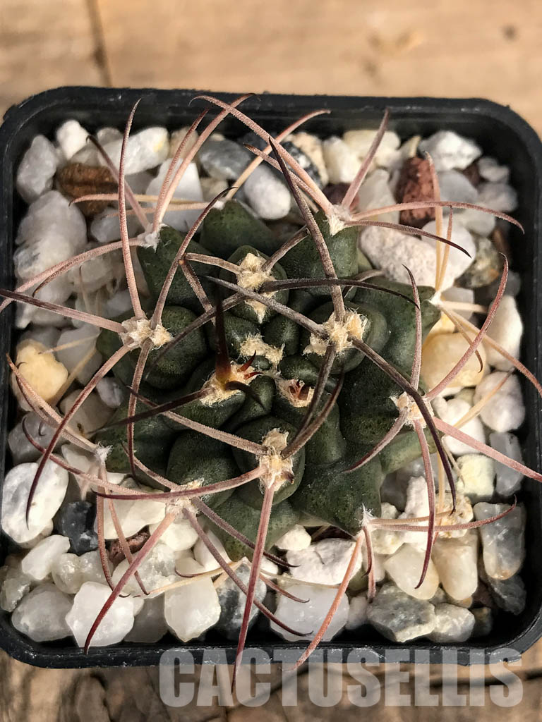 SHPR4850 Gymnocalycium schickendantzii Tom 862/2, El Suncho 197m, Argentina - immagine 4