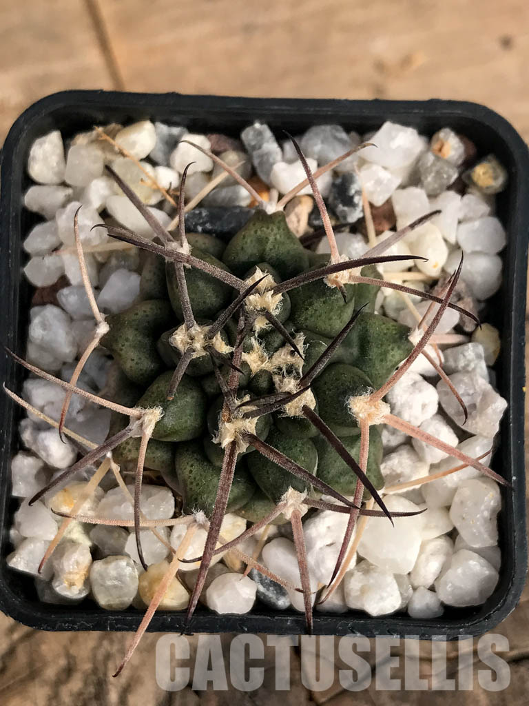 SHPR4850 Gymnocalycium schickendantzii Tom 862/2, El Suncho 197m, Argentina - immagine 5