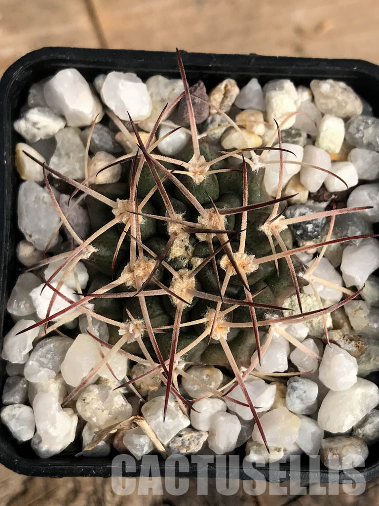SHPR4850 Gymnocalycium schickendantzii Tom 862/2, El Suncho 197m, Argentina - immagine 6