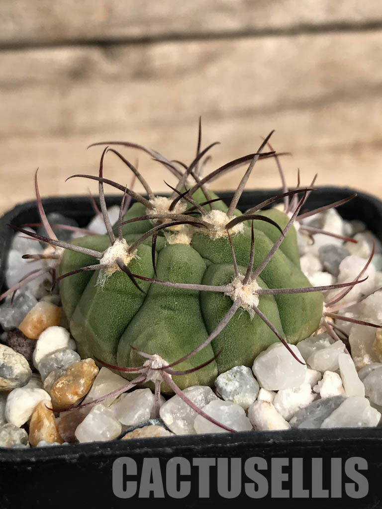 SHPR4852 Gymnocalycium pflanzii subsp. argentinense Tom 837/1, Salta 866m, Argentina - Image 2
