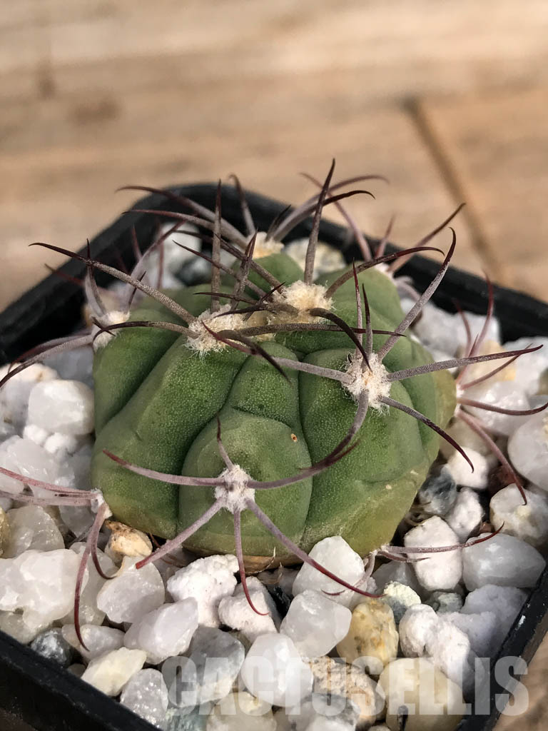 SHPR4852 Gymnocalycium pflanzii subsp. argentinense Tom 837/1, Salta 866m, Argentina