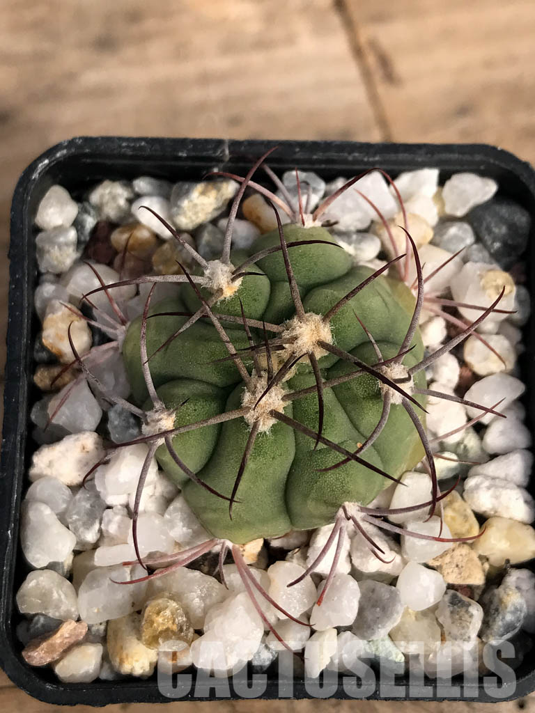 SHPR4852 Gymnocalycium pflanzii subsp. argentinense Tom 837/1, Salta 866m, Argentina - Image 4