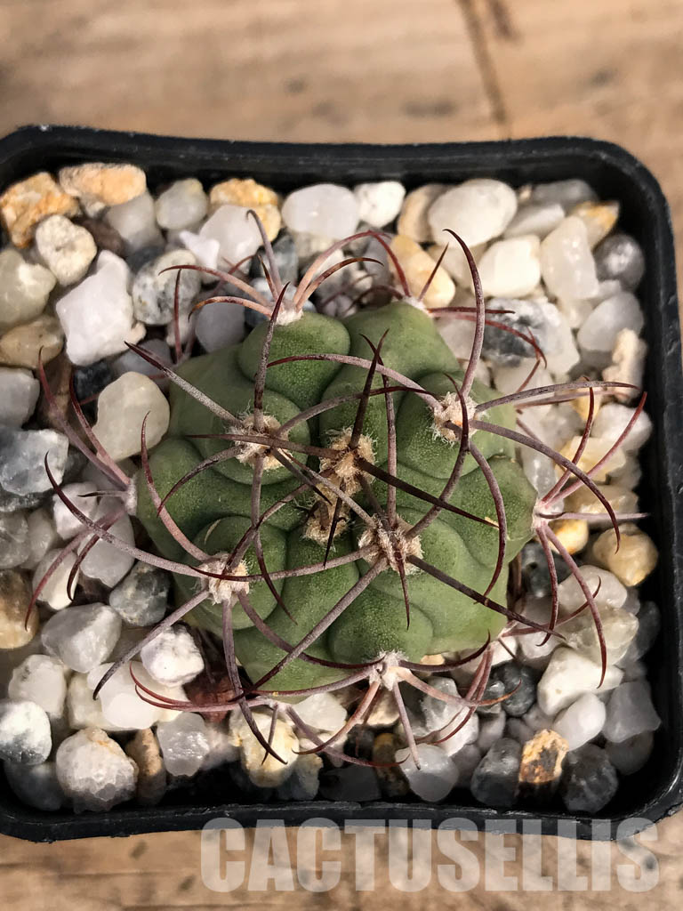 SHPR4852 Gymnocalycium pflanzii subsp. argentinense Tom 837/1, Salta 866m, Argentina - Image 5
