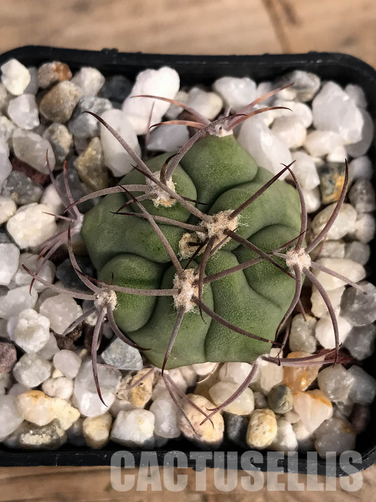 SHPR4852 Gymnocalycium pflanzii subsp. argentinense Tom 837/1, Salta 866m, Argentina - Image 6