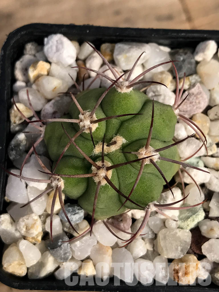 SHPR4852 Gymnocalycium pflanzii subsp. argentinense Tom 837/1, Salta 866m, Argentina - Image 7