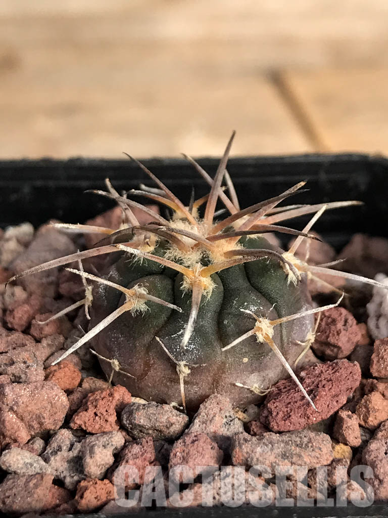 SHPR4853 Gymnocalycium spegazzinii v. unguispinum SL 44b, Puerta Tastil 3000m, Argentina - Image 2