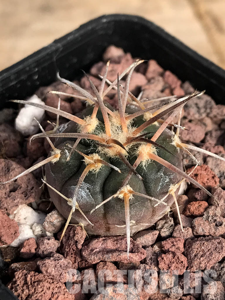 SHPR4853 Gymnocalycium spegazzinii v. unguispinum SL 44b, Puerta Tastil 3000m, Argentina - Image 3