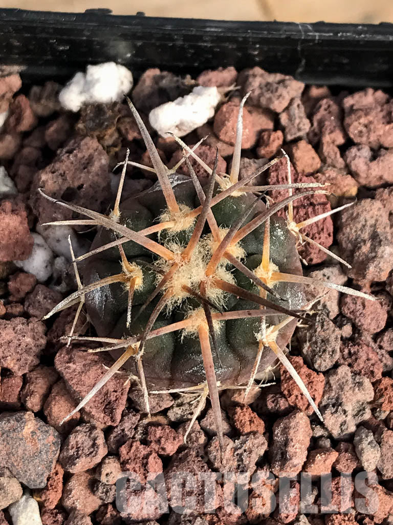 SHPR4853 Gymnocalycium spegazzinii v. unguispinum SL 44b, Puerta Tastil 3000m, Argentina - Image 4