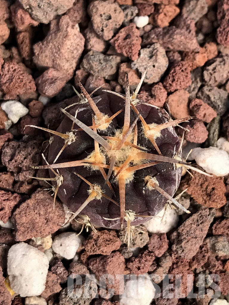 SHPR4853 Gymnocalycium spegazzinii v. unguispinum SL 44b, Puerta Tastil 3000m, Argentina