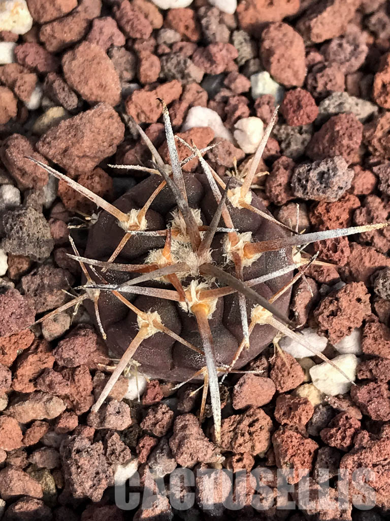 SHPR4853 Gymnocalycium spegazzinii v. unguispinum SL 44b, Puerta Tastil 3000m, Argentina - Image 6