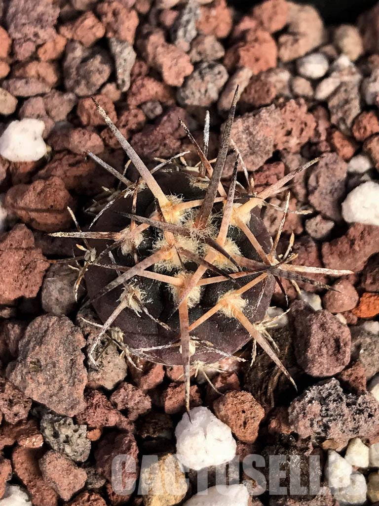 SHPR4853 Gymnocalycium spegazzinii v. unguispinum SL 44b, Puerta Tastil 3000m, Argentina - Image 7