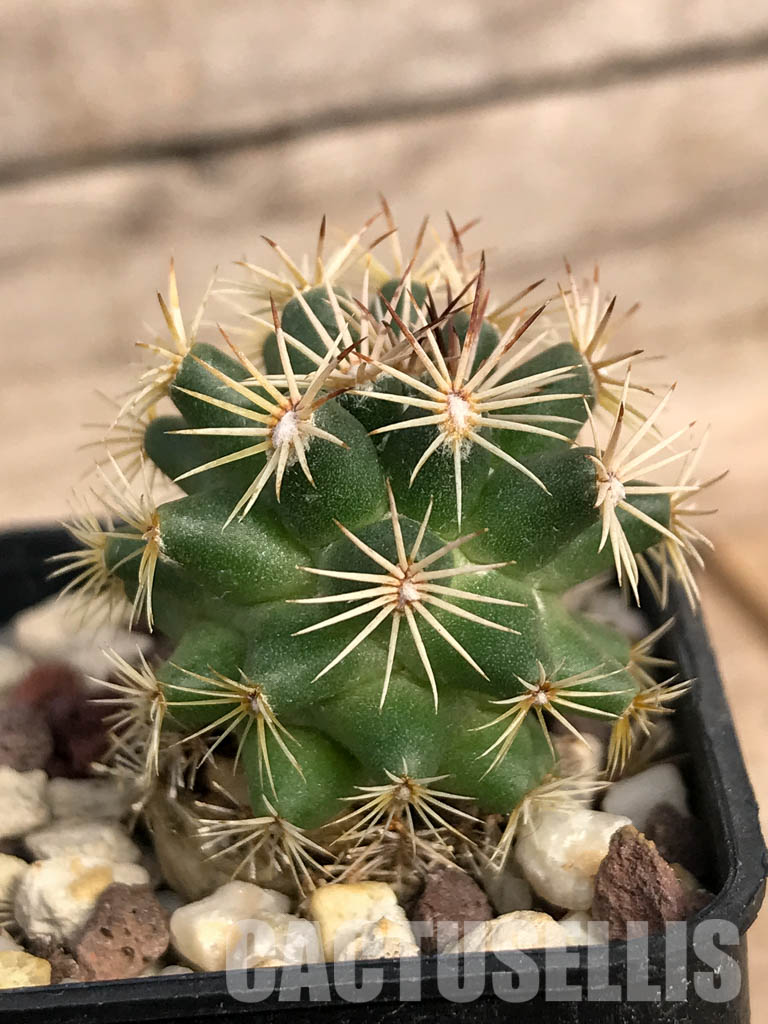 SHPR4854 Coryphantha vogtherriana, San Luis Potosí, Mexico - Image 2