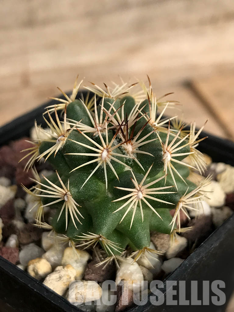 SHPR4854 Coryphantha vogtherriana, San Luis Potosí, Mexico