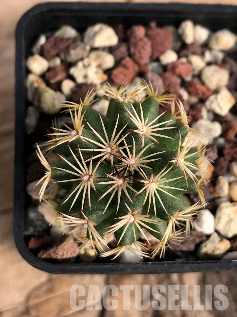 SHPR4854 Coryphantha vogtherriana, San Luis Potosí, Mexico - Image 4