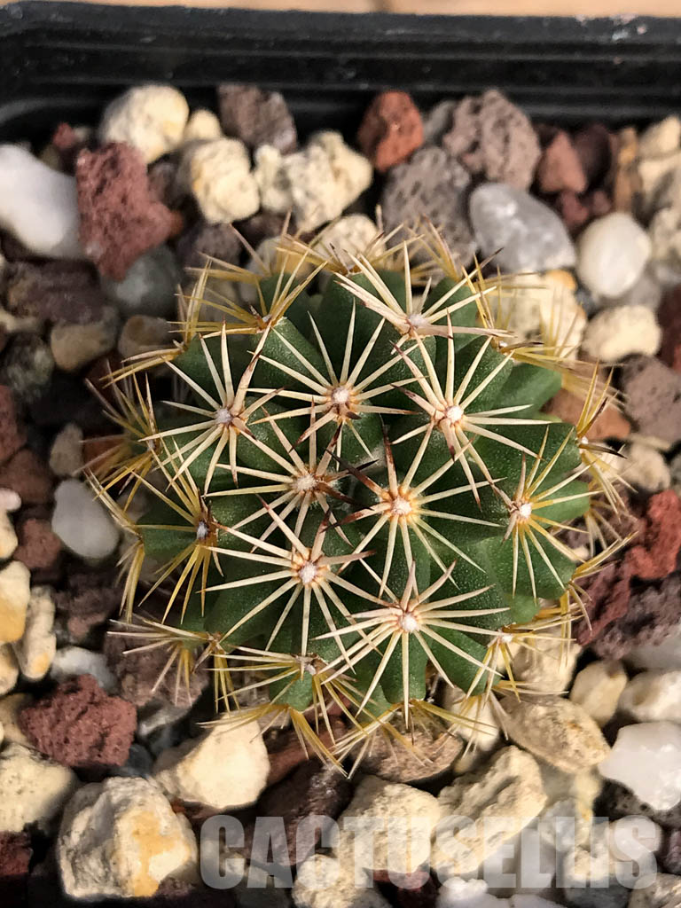 SHPR4854 Coryphantha vogtherriana, San Luis Potosí, Mexico - Image 5