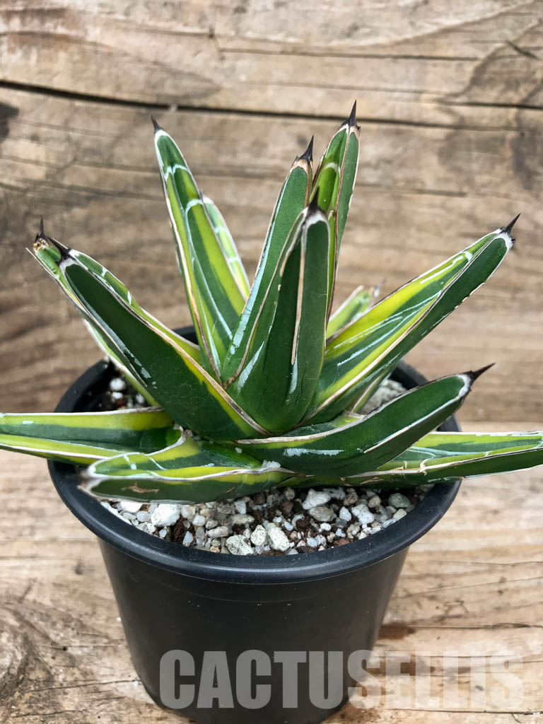 SHPR4869 Agave Victoriae-Reginae mediopicta - Image 2