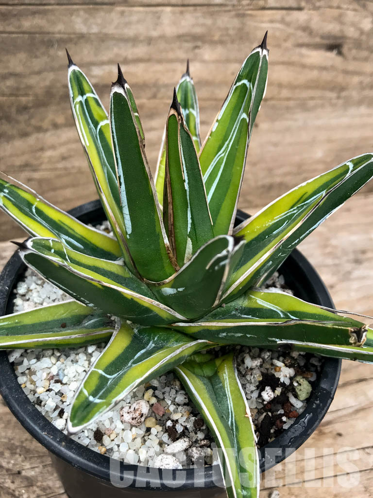 SHPR4869 Agave Victoriae-Reginae mediopicta - Image 3