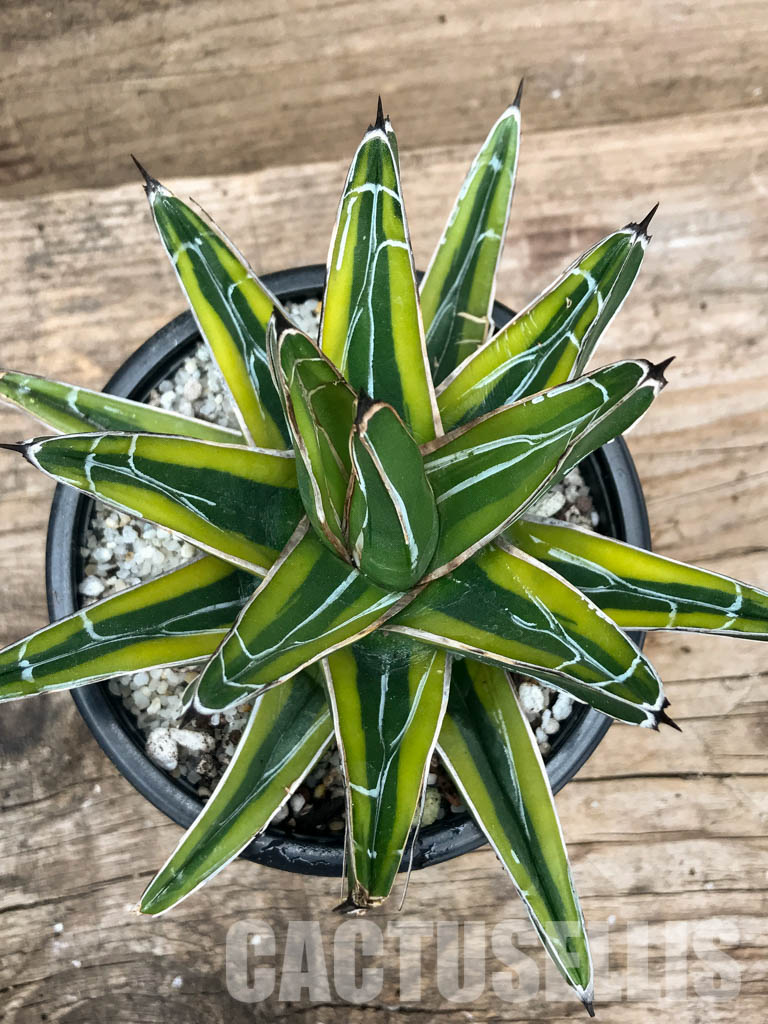 SHPR4869 Agave Victoriae-Reginae mediopicta