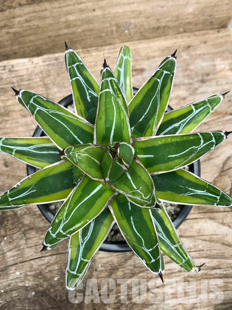 SHPR4869 Agave Victoriae-Reginae mediopicta - Image 5