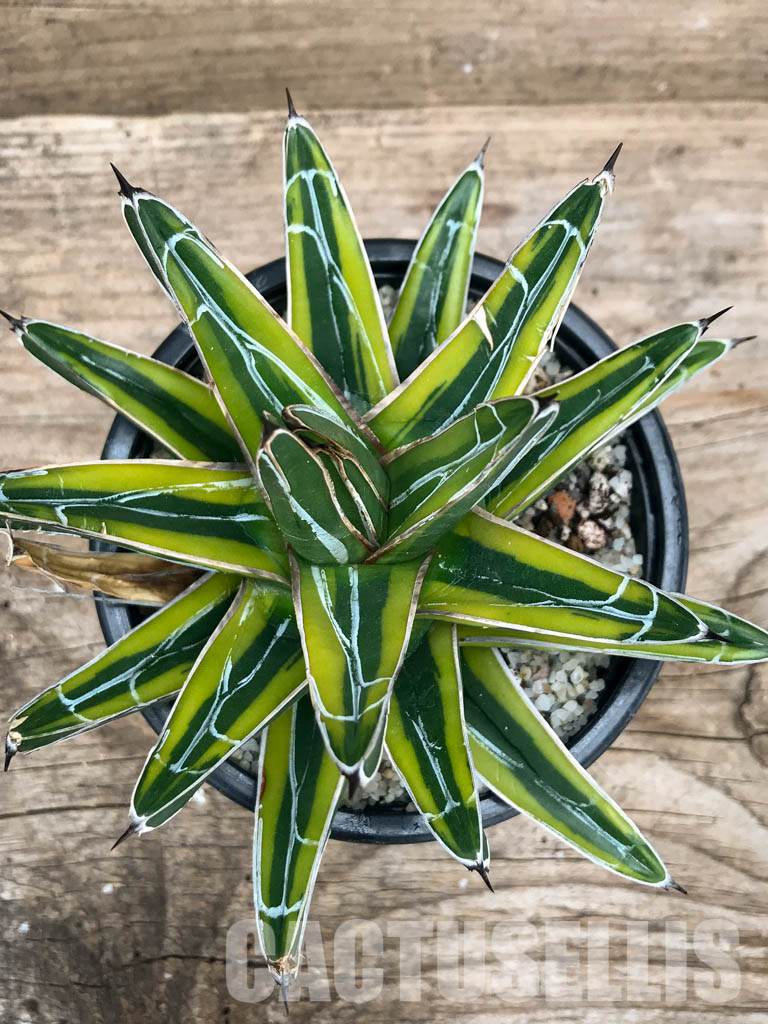 SHPR4869 Agave Victoriae-Reginae mediopicta - Image 6