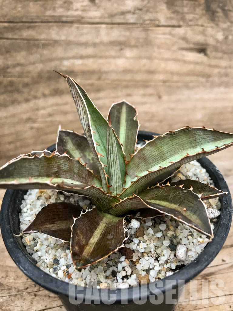 SHPR4870 Agave Lophantha 'double green' - Image 2
