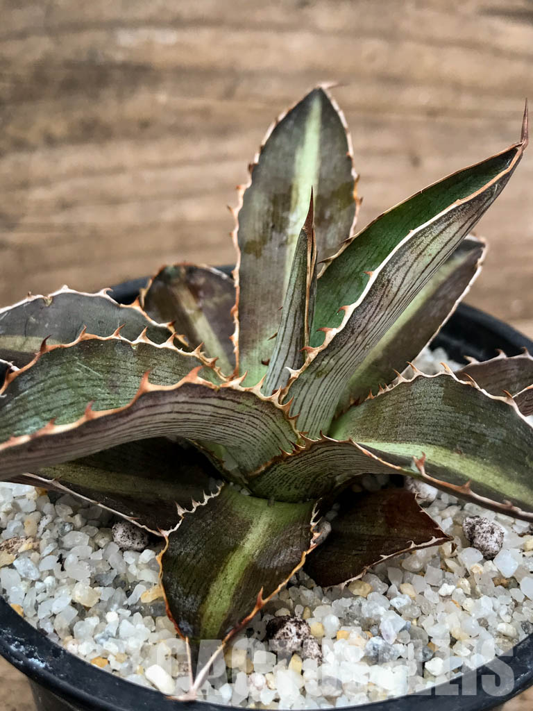 SHPR4870 Agave Lophantha 'double green' - Image 3