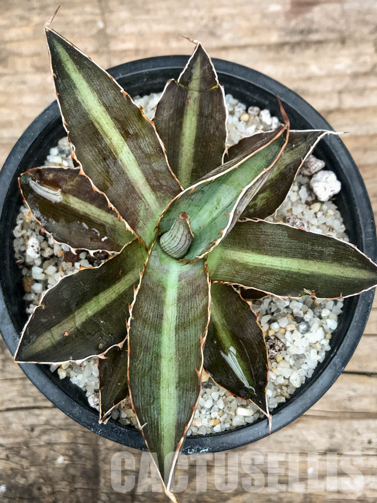 SHPR4870 Agave Lophantha 'double green' - Image 4