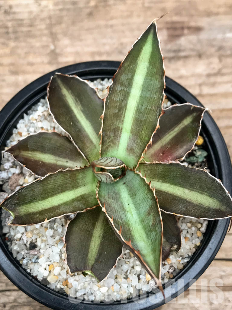SHPR4870 Agave Lophantha 'double green' - Image 5