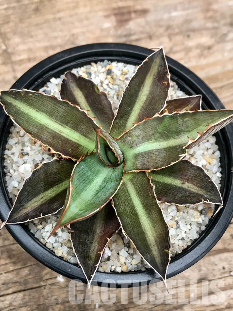 SHPR4870 Agave Lophantha 'double green'