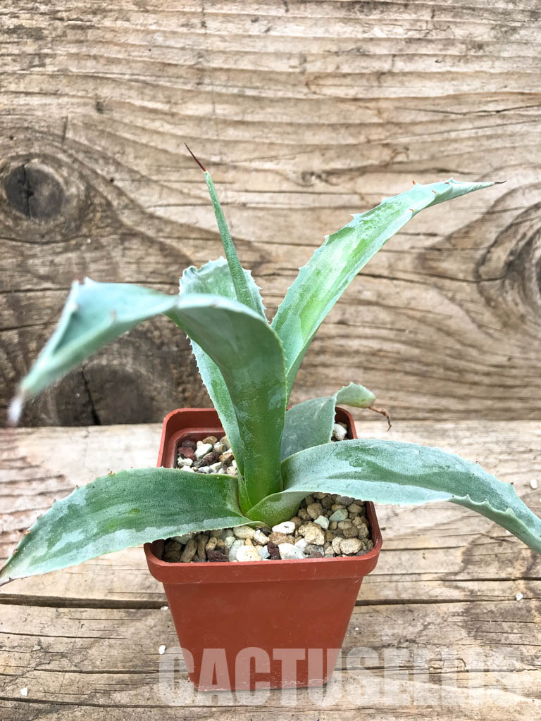 SHPR4887 Agave ovatifolia 'Vanzie' - immagine 2